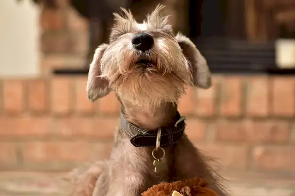 Štekanie psa miniatúrneho bradáča