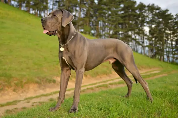 Männlicher Dogge-Hund auf Gras