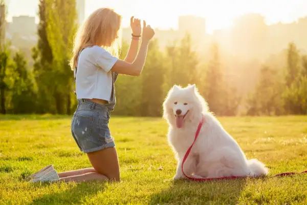 jonge vrouw in denim shorts zit aan het glas en traint een witte pluizige schattige samojeedhond in het zomerpark