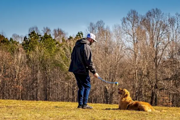 Entrenador de gossos ensenyant a un Golden retriever l'obediència
