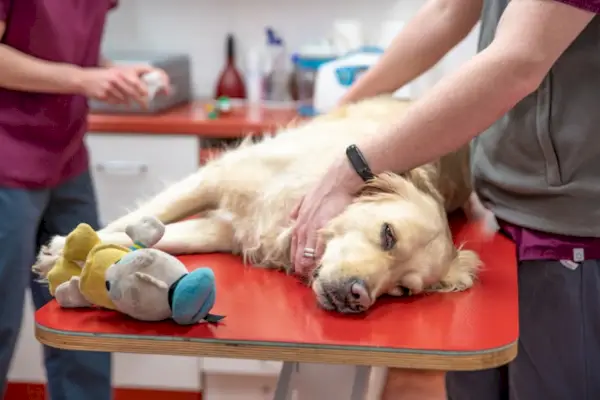 Golden retriever a punt de ser operat