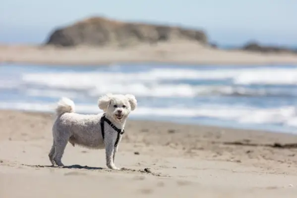 maltipoo na praia