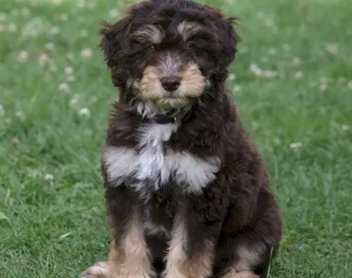 Miniatūra Aussiedoodle
