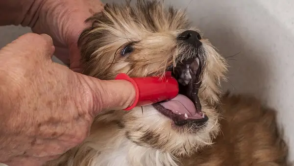 An elderly man brushes a puppy