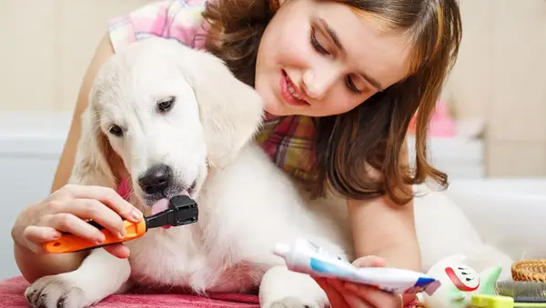 A young lady cleans her Labrador