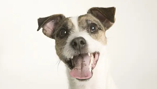 A Parson Terrier portrait in front of a white background. The terrier