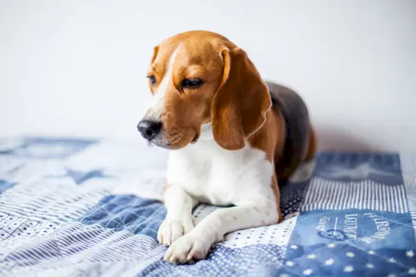 Beagle kutya feküdt az ágyon, és betegnek látszott