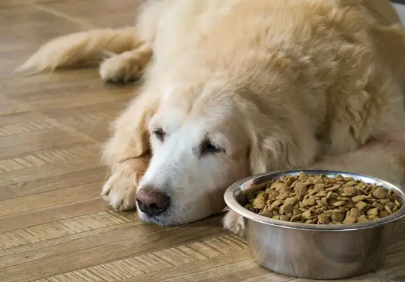 golden retriever não come sua comida