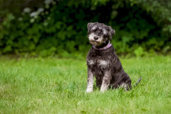 jetra i papar minijaturni šnaucer