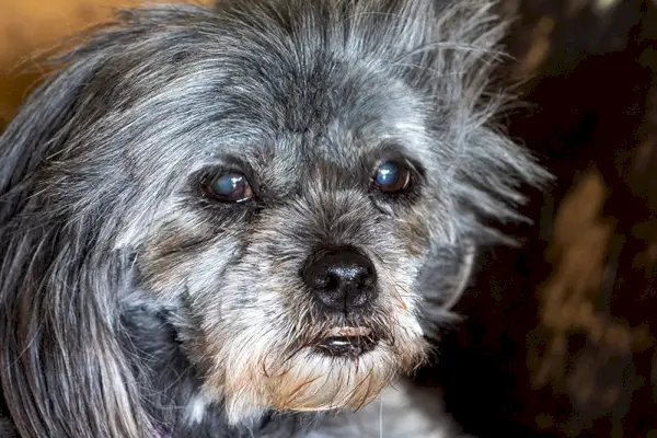 Älterer Shih Tzu mit Katarakt