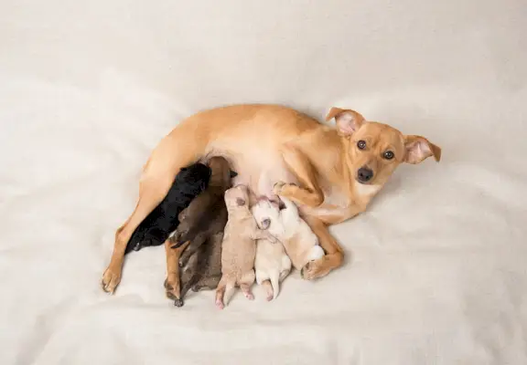 Cucciolata di cuccioli appena nati di piccola taglia che allattano la mamma