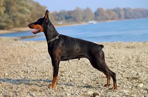 Dobermanas
