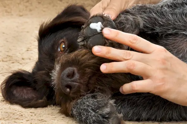 propietari-ungüent-ungüent-a-la-pota-del-gos_rodimov_shutterstock