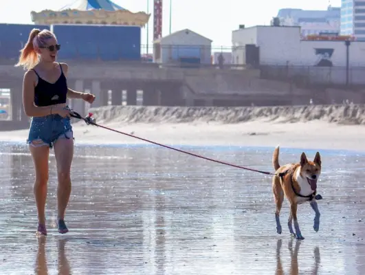 dona i gos passegen per la platja