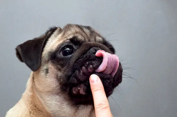 hund med allergi i ansiktet