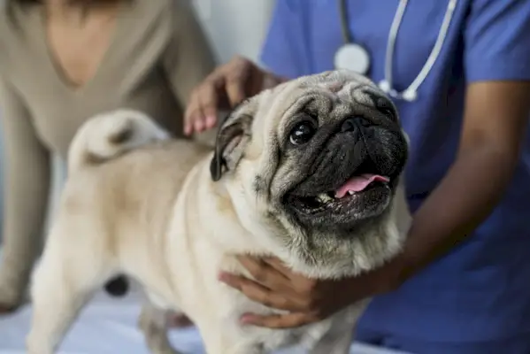 mops hund på en veterinærklinikk
