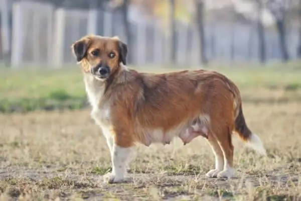 Dzielnik Dogster_v1_NEW_MAY_24_