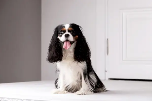 câine cavalier king charles spaniel așezat pe podea