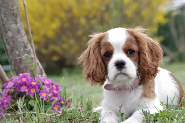 Catelul Cavalier King Charles Spaniel
