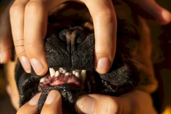 scheve tanden van een Franse bulldog-puppy