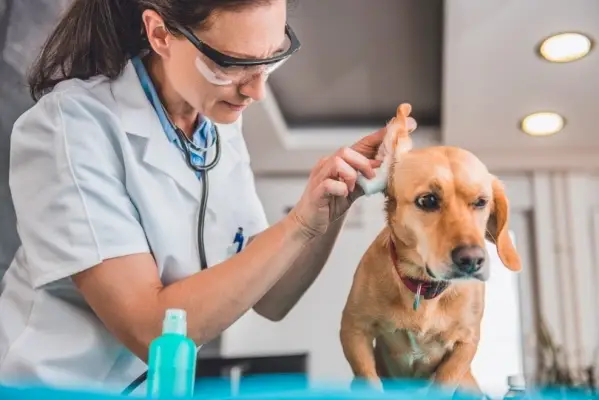veterinārārsts suņu ausu tīrīšana