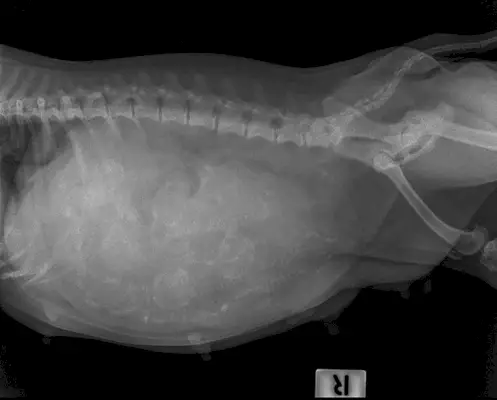 rozostření x ray vidění obezita těhotná pitbull