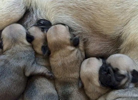 Novorozená štěňata pitbulla