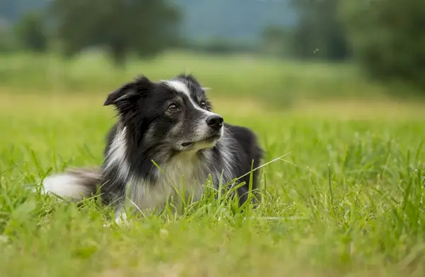 Border Collie mirando una mosca