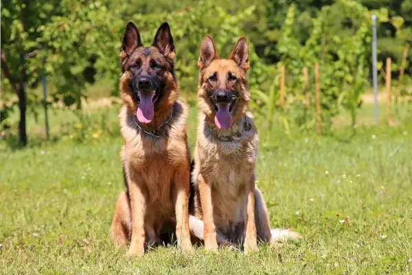saksanpaimenkoirat istuvat nurmikolla
