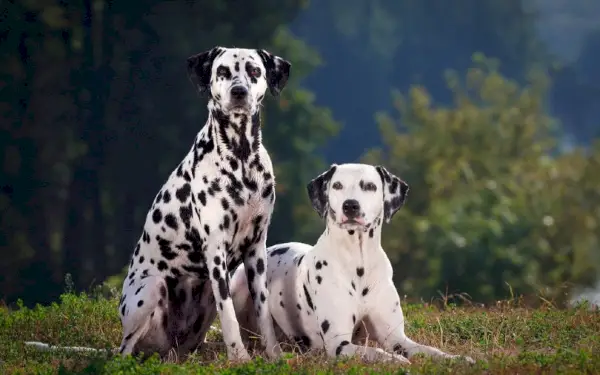 kaksi dalmatiankoiraa