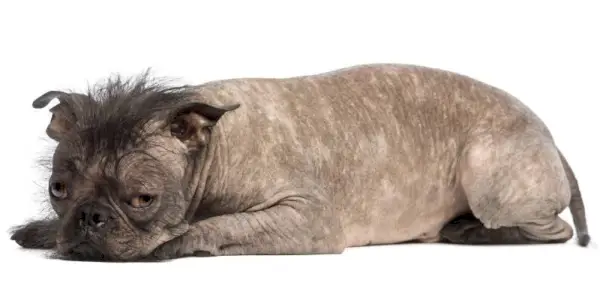 bezwłosy buldog francuski