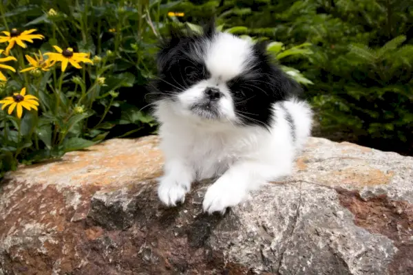 Japoński szczeniak podbródkowy leżący na skale