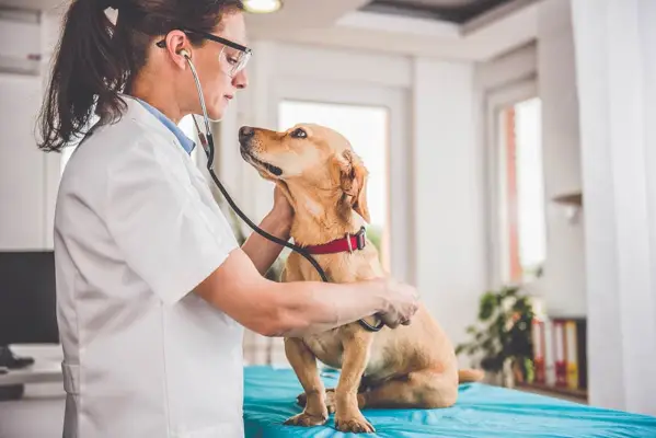 medic veterinar de sex feminin care verifică un câine