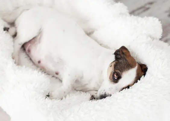 Jack Russell embarassada al llit