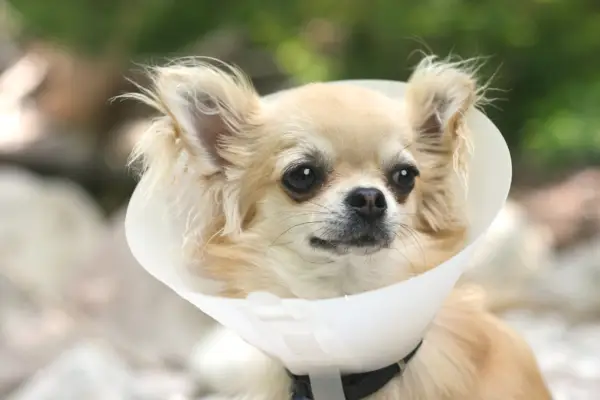 Chihuahua amb un con