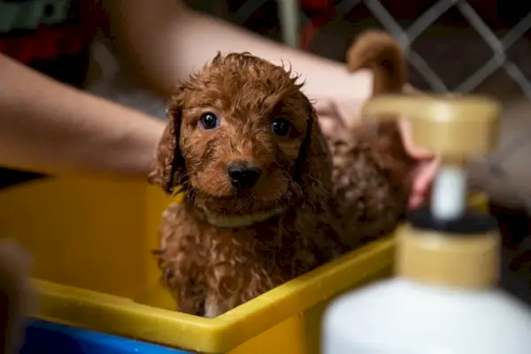 ora de baie catelus pudel