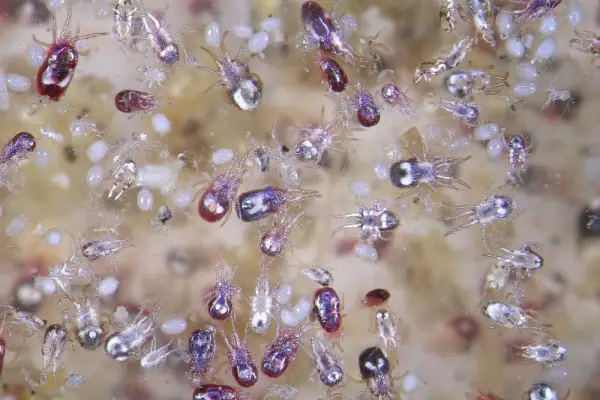 Roztoč severský (Ornithonyssus sylviarum)