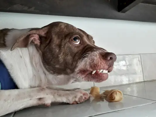 агресивни пас који штити своје посластице