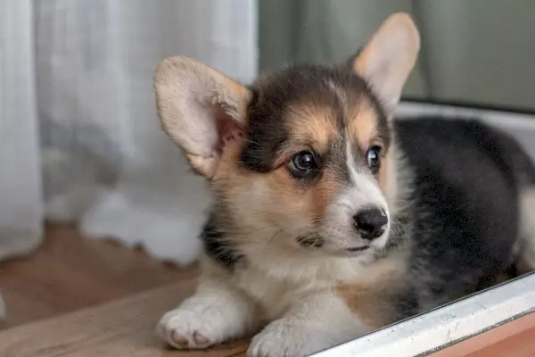 Corgi štene