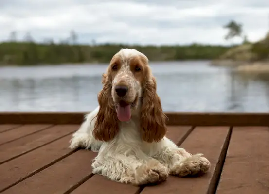 oranžový roan kokršpaněl