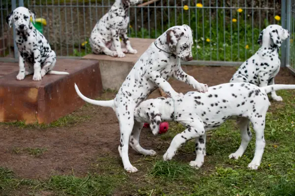 Un grupo de cachorros dálmatas en el jardín.
