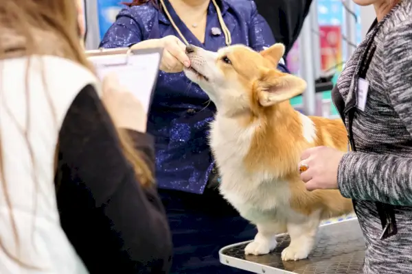 Corgi siendo juzgado en una exposición canina