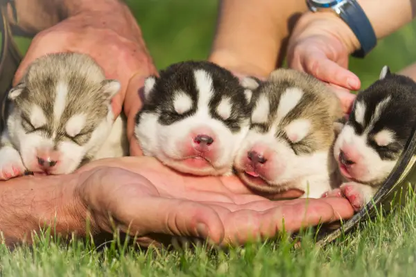 Cuatro cachorros de Husky siberiano en manos del criador