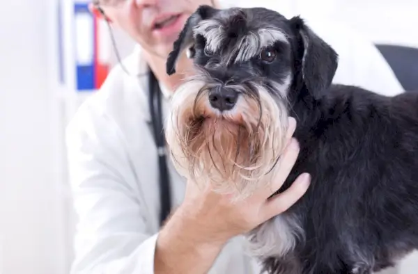 gos schnauzer miniatura mirant la càmera a l'examen veterinari