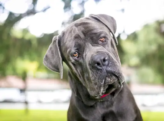 cane corso amb ectropió