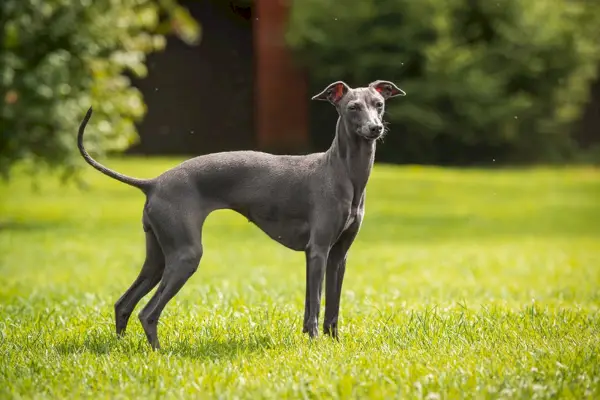 Greyhound italià