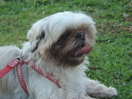 Shih tzu liže nos