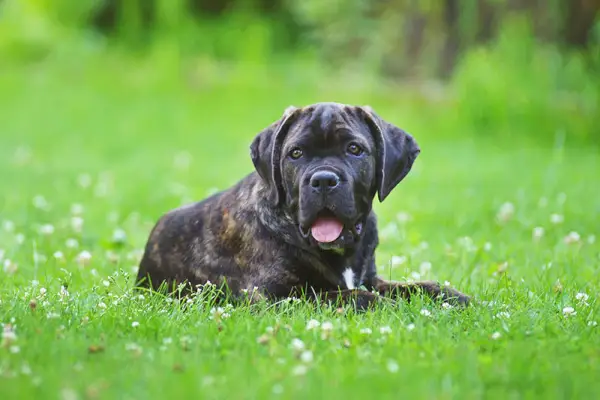 Brindle Cane Corso mladiček, ki leži zunaj na zeleni travi