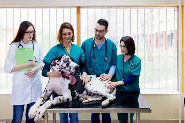 Duitse dog bij veterinaire kliniek