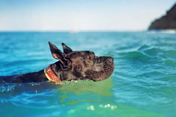 Zwarte Duitse Dog aan de zeezijde